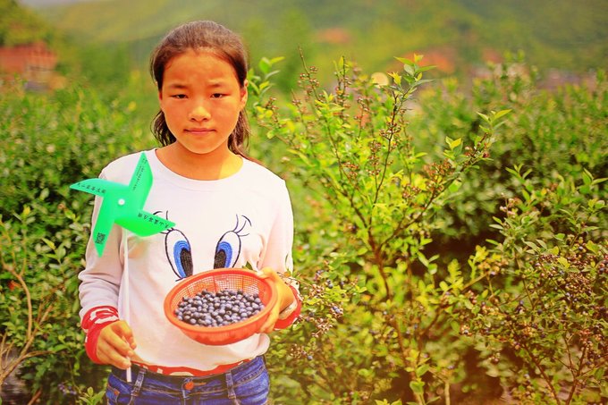 蓝莓视频-自然风光视频